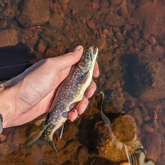 🎣 Le mythe de la 9 pieds soie 6 : est-ce vraiment la meilleure canne à truite au Québec?